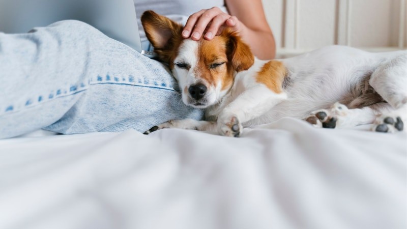 Negatywne aspekty spania z zwierzętami domowymi