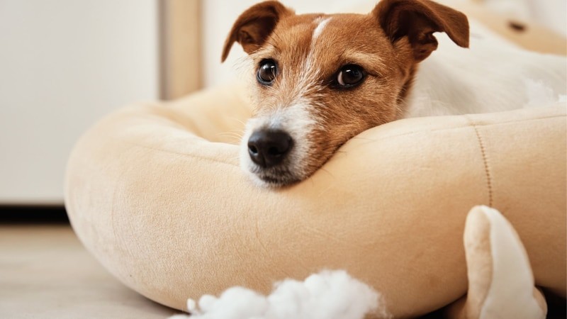 Jakie są alternatywy dla osób, które nie chcą spać ze zwierzętami w sypialni?