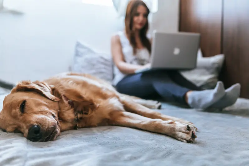 Porównanie snu REM u różnych gatunków zwierząt